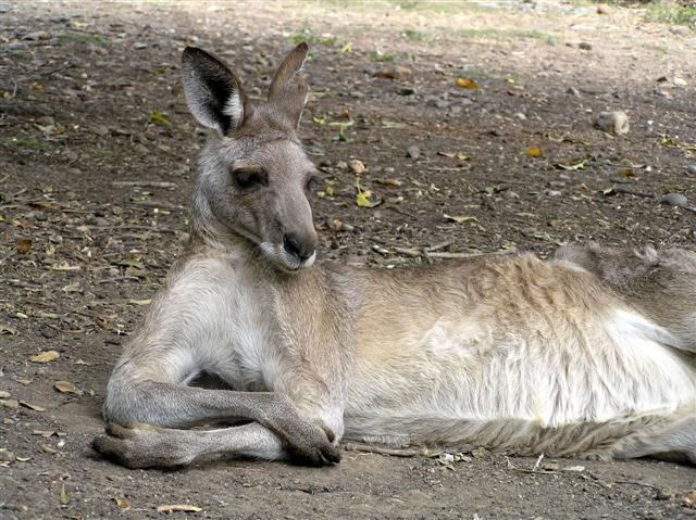 Roo rest